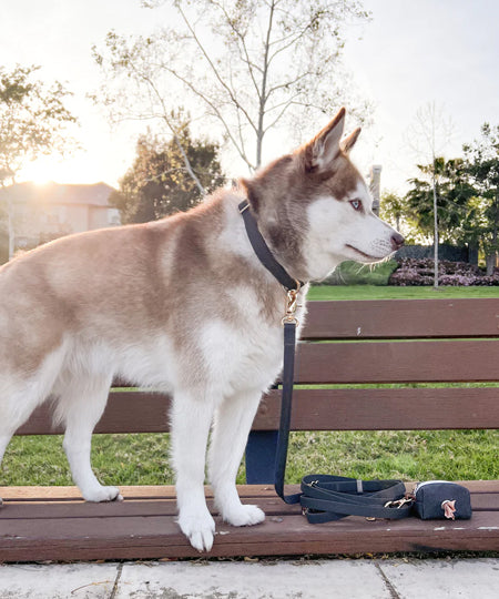       Shop-sunnytails-collier-waterproof-pour-chien-noir