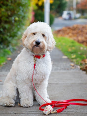 Shop-sunnytails-collier-waterproof-pour-chien-rouge