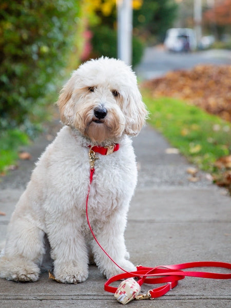 Shop-sunnytails-collier-waterproof-pour-chien-rouge