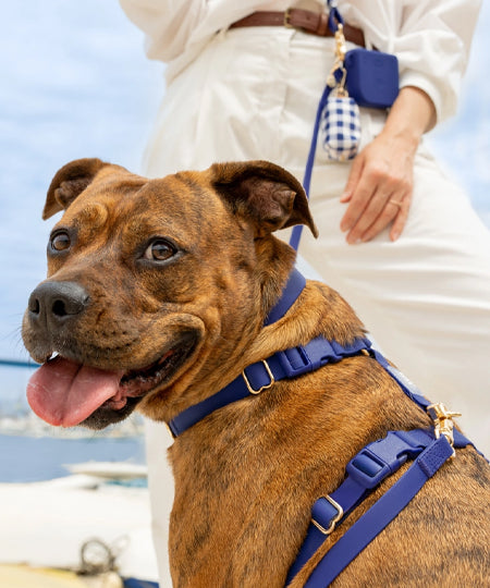 Shop-sunnytails-harnais-waterproof-pour-chien-bleu-nuit