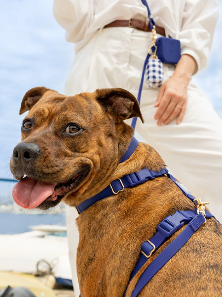 Shop-sunnytails-harnais-waterproof-pour-chien-bleu-nuit