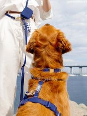 Shop-sunnytails-harnais-waterproof-pour-chien-bleu-nuit