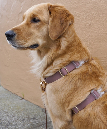 Shop-sunnytails-harnais-waterproof-pour-chien-marron