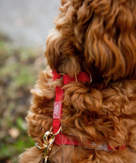 Shop-sunnytails-harnais-waterproof-pour-chien-rouge