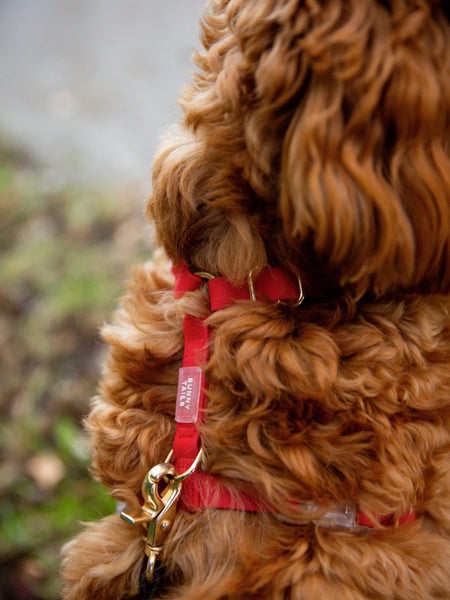 Shop-sunnytails-harnais-waterproof-pour-chien-rouge