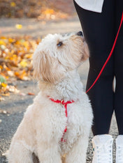 Shop-sunnytails-laisse-4-position-waterproof-pour-chien-rouge