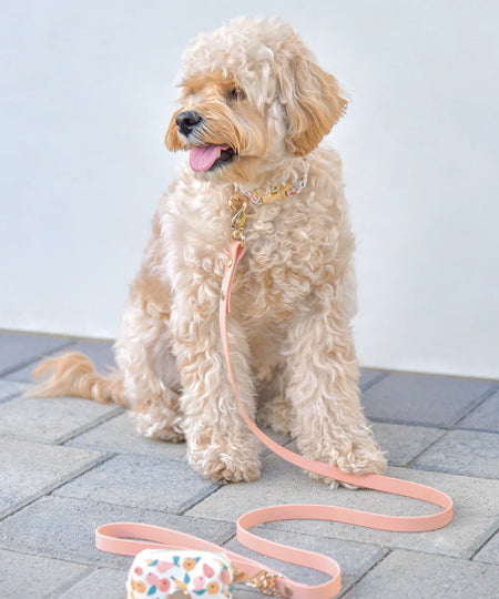       Shop-sunnytails-collier-waterproof-pour-chien-beige