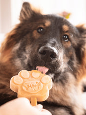 Smoofl-glace-pour-chien-creme-caramel