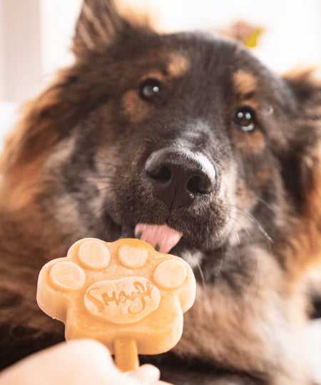 Smoofl-glace-pour-chien-creme-caramel