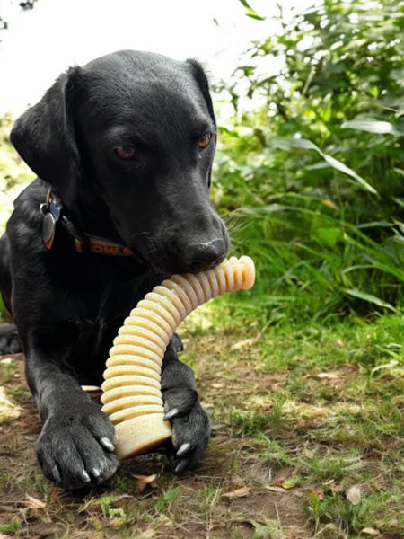 SodaPup-jouet-interactif-pour-chien-chiot-dentaire-Antler-eChew-xl
