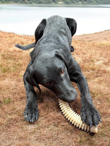 SodaPup-jouet-interactif-pour-chien-chiot-dentaire-Antler-eChew-xl