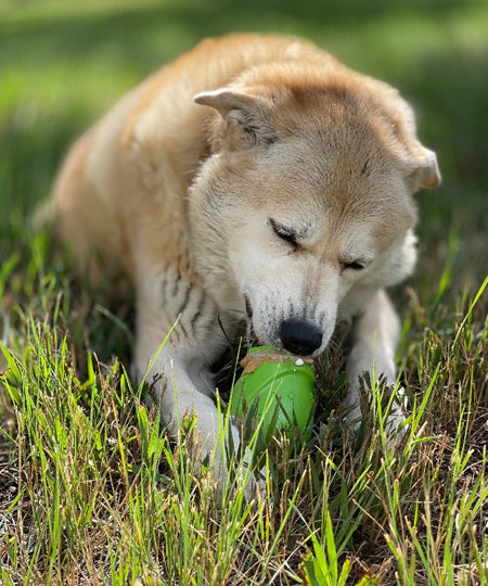       SodaPup-jouet-interactif-pour-chien-chiot-gnome