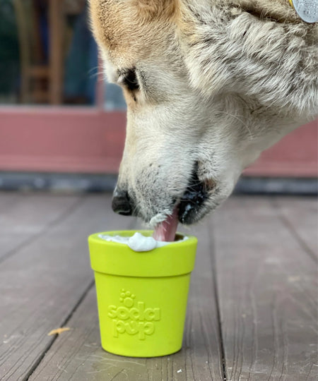       SodaPup-jouet-interactif-pour-chien-chiot-pot-fleur-vert