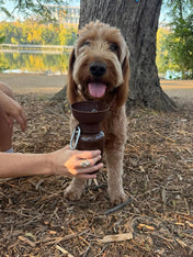 Springer-bouteille-Flip-Dog-portable-voyage-chien-marron