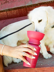 Springer-bouteille-portable-voyage-chien-flip-mure