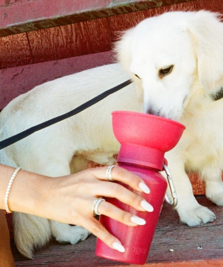 Springer-bouteille-portable-voyage-chien-flip-mure