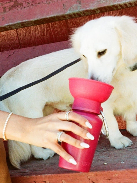 Springer-bouteille-portable-voyage-chien-flip-mure