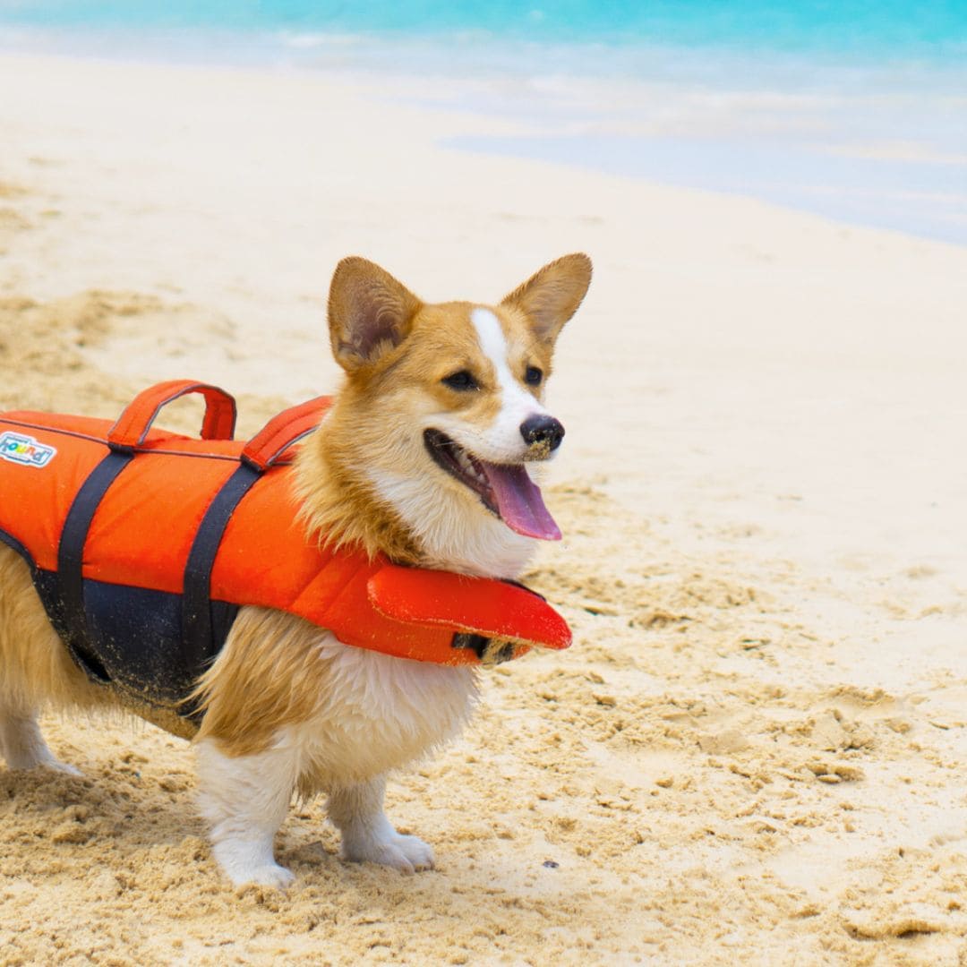 Summer_Vibes_ete_pour_chien_inooko_1.jpg