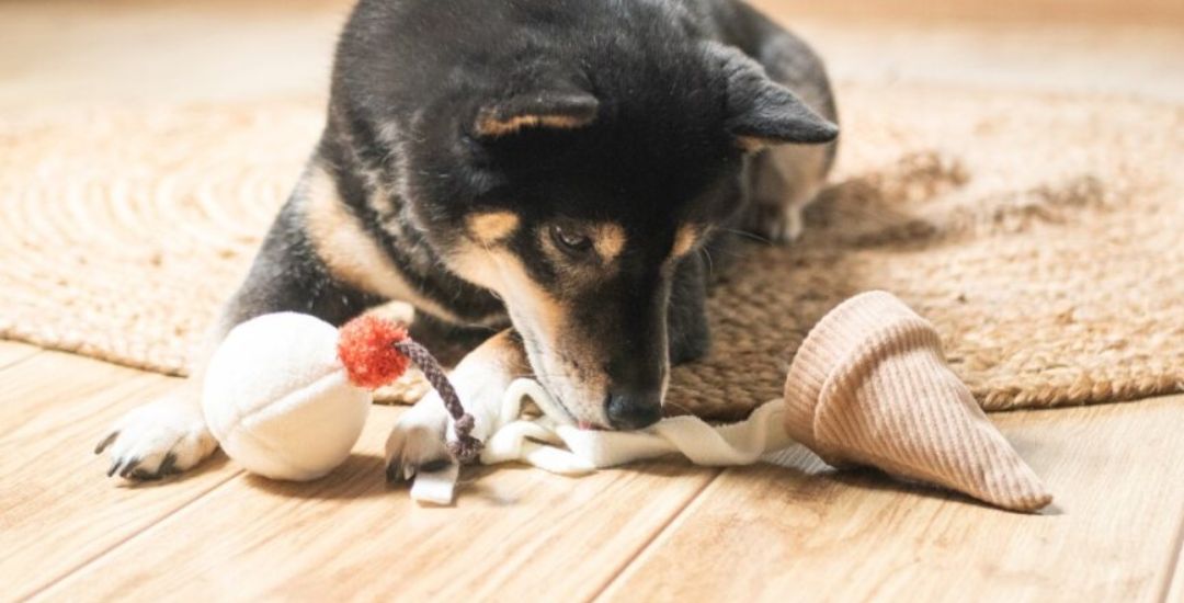 Tapis et jouets de fouille pour chien inooko 3