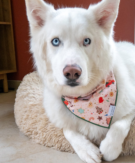 The-Foggy-Dog-bandana-chien-HolidayCookies-The-Foggy-Dog-RPC