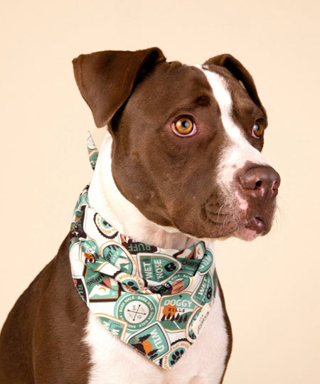 The-Paws-bandana-pour-chien-Adventure