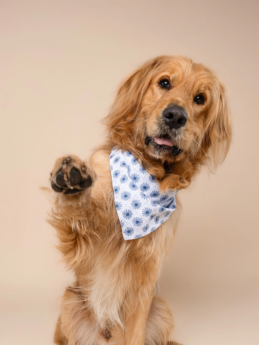 The-Paws-bandana-pour-chien-Alfie-bleu
