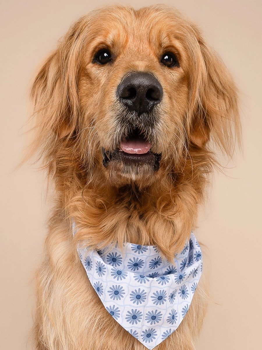 The-Paws-bandana-pour-chien-Alfie-bleu