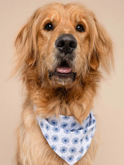 The-Paws-bandana-pour-chien-Alfie-bleu