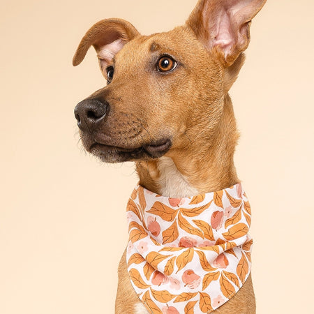The-Paws-bandana-pour-chien-Apple-crisp
