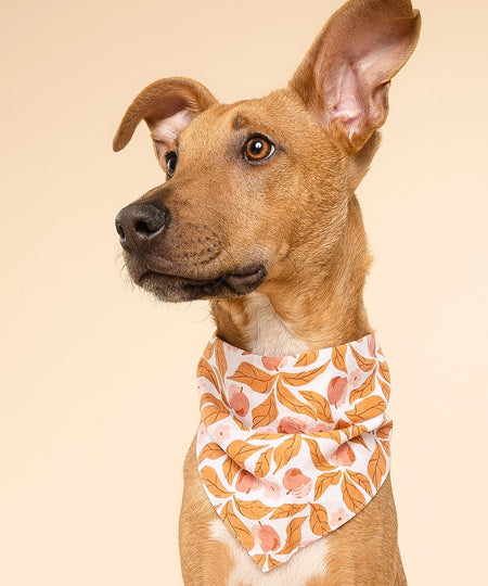 The-Paws-bandana-pour-chien-Apple-crisp