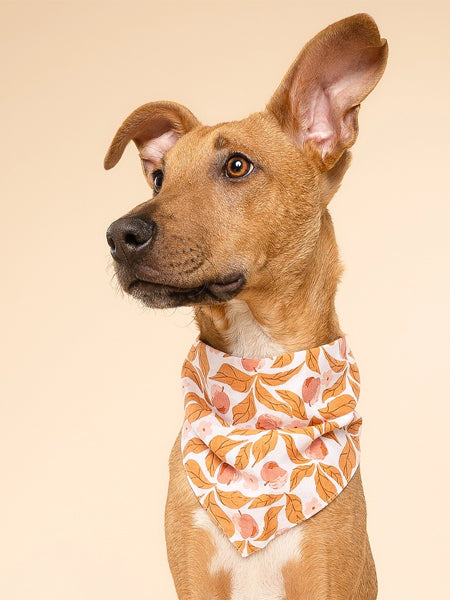 The-Paws-bandana-pour-chien-Apple-crisp