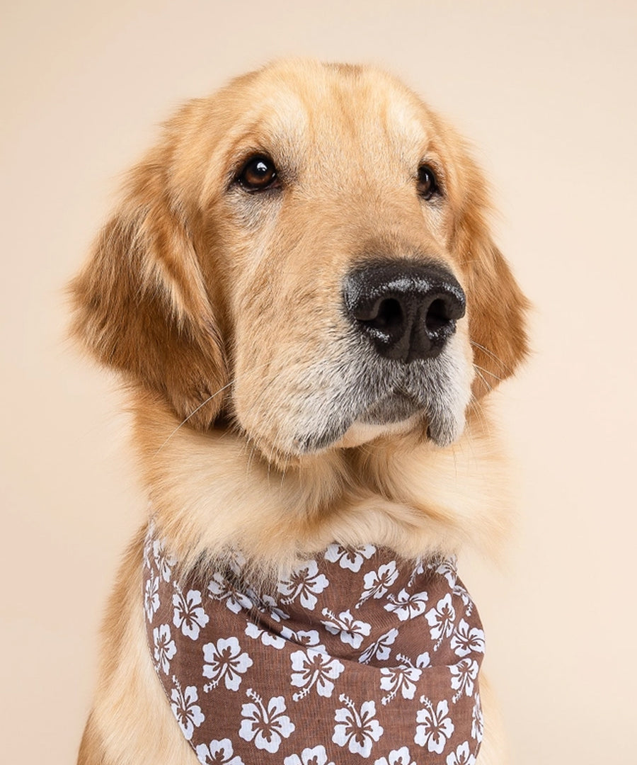 The-Paws-bandana-pour-chien-Bali-Hibiscus