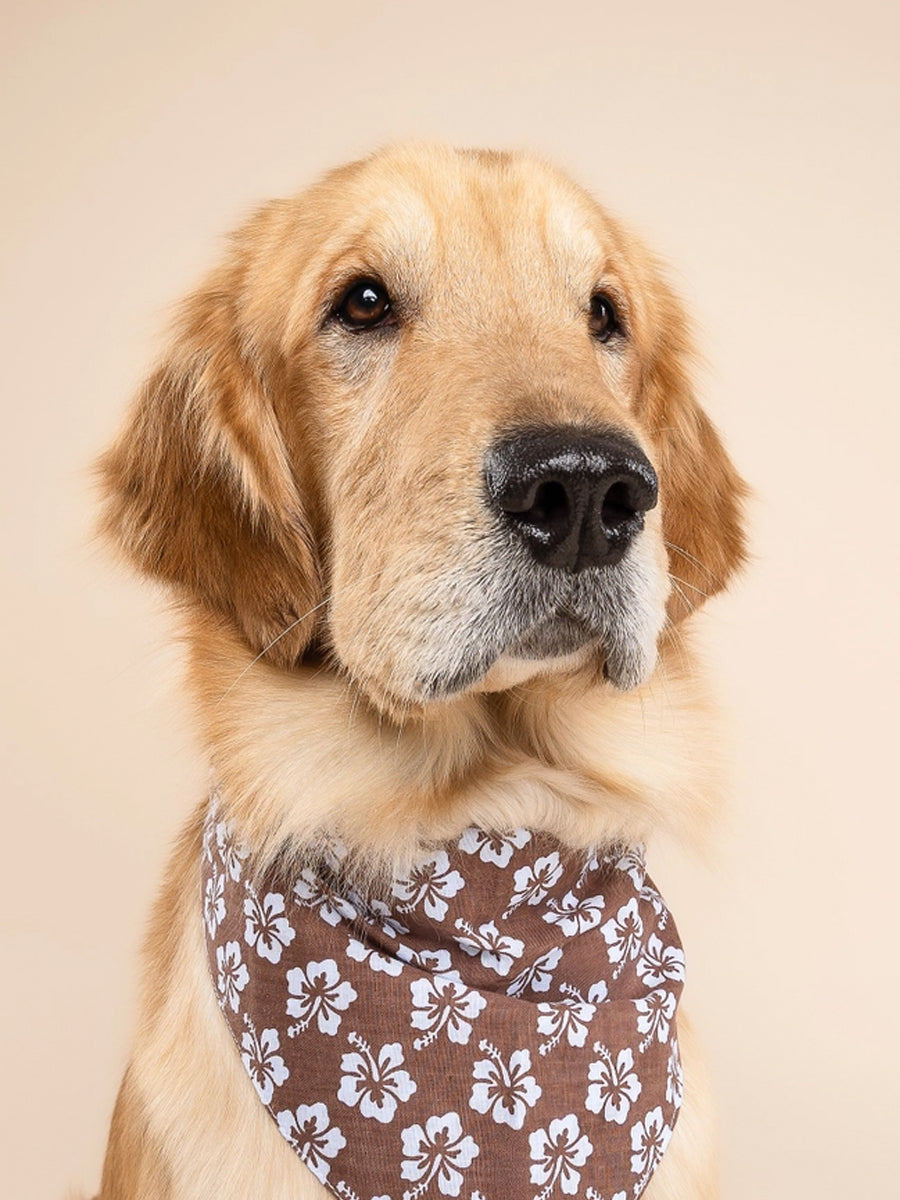 The-Paws-bandana-pour-chien-Bali-Hibiscus