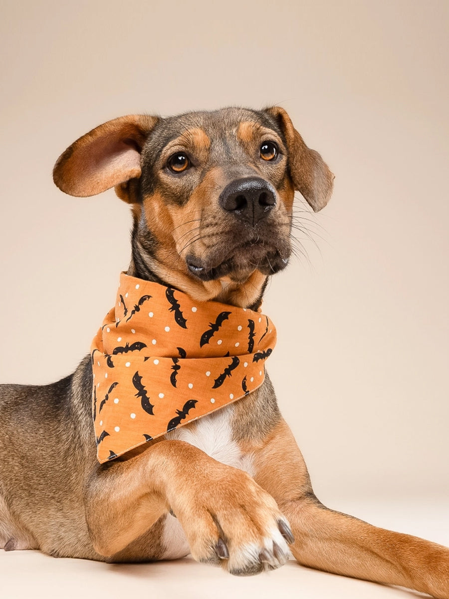 The-Paws-bandana-pour-chien-Batty-Halloween