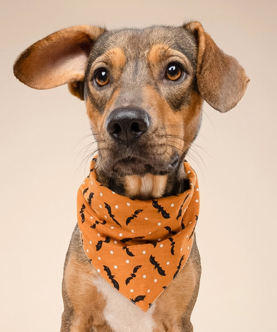 The-Paws-bandana-pour-chien-Batty-Halloween