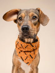 The-Paws-bandana-pour-chien-Batty-Halloween