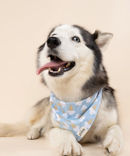 The-Paws-bandana-pour-chien-Blue-Bell