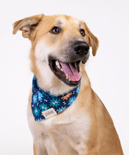     The-Paws-bandana-pour-chien-Blue-Ridge