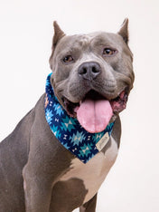     The-Paws-bandana-pour-chien-Blue-Ridge