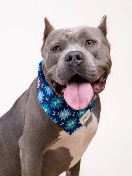     The-Paws-bandana-pour-chien-Blue-Ridge