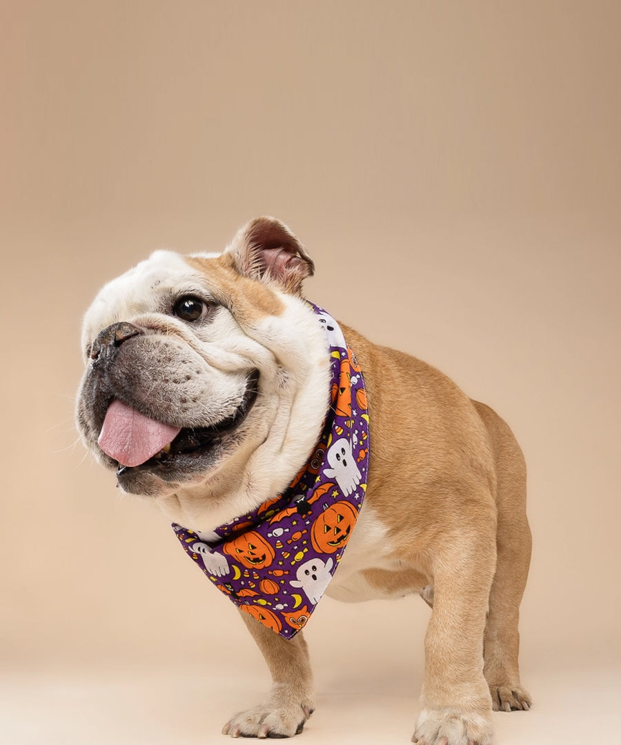 The-Paws-bandana-pour-chien-Boo-Crew-Halloween