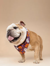 The-Paws-bandana-pour-chien-Boo-Crew-Halloween