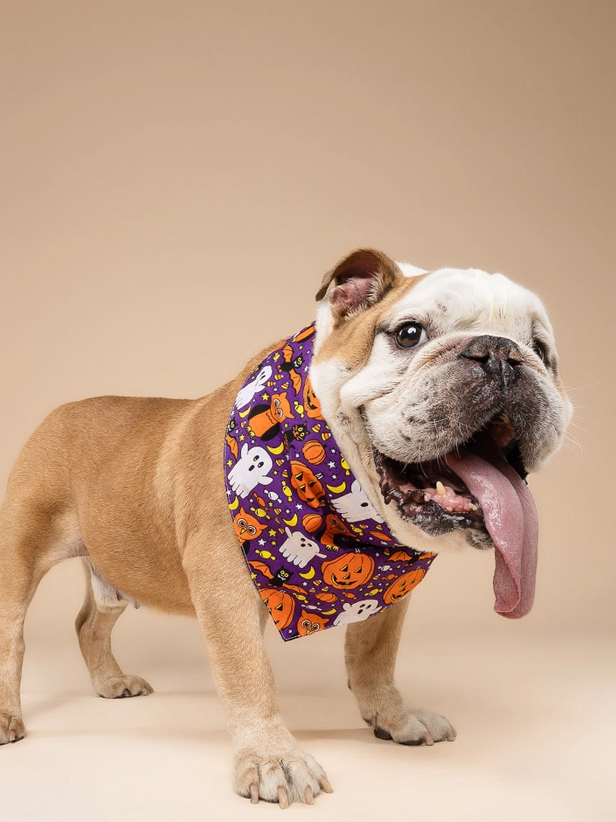 The-Paws-bandana-pour-chien-Boo-Crew-Halloween