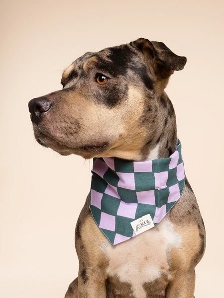 The-Paws-bandana-pour-chien-Brooklyn