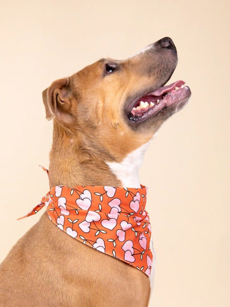 The-Paws-bandana-pour-chien-Cherrie