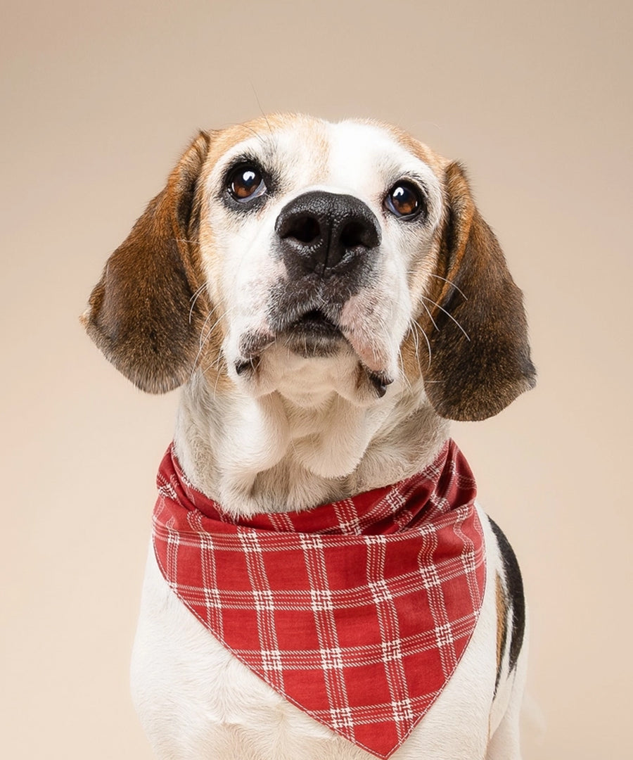 The-Paws-bandana-pour-chien-Cider-plaid