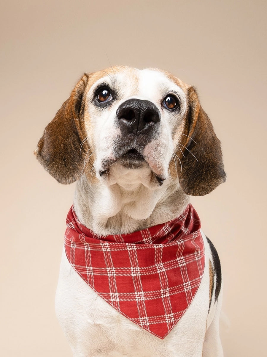 The-Paws-bandana-pour-chien-Cider-plaid