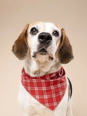 The-Paws-bandana-pour-chien-Cider-plaid