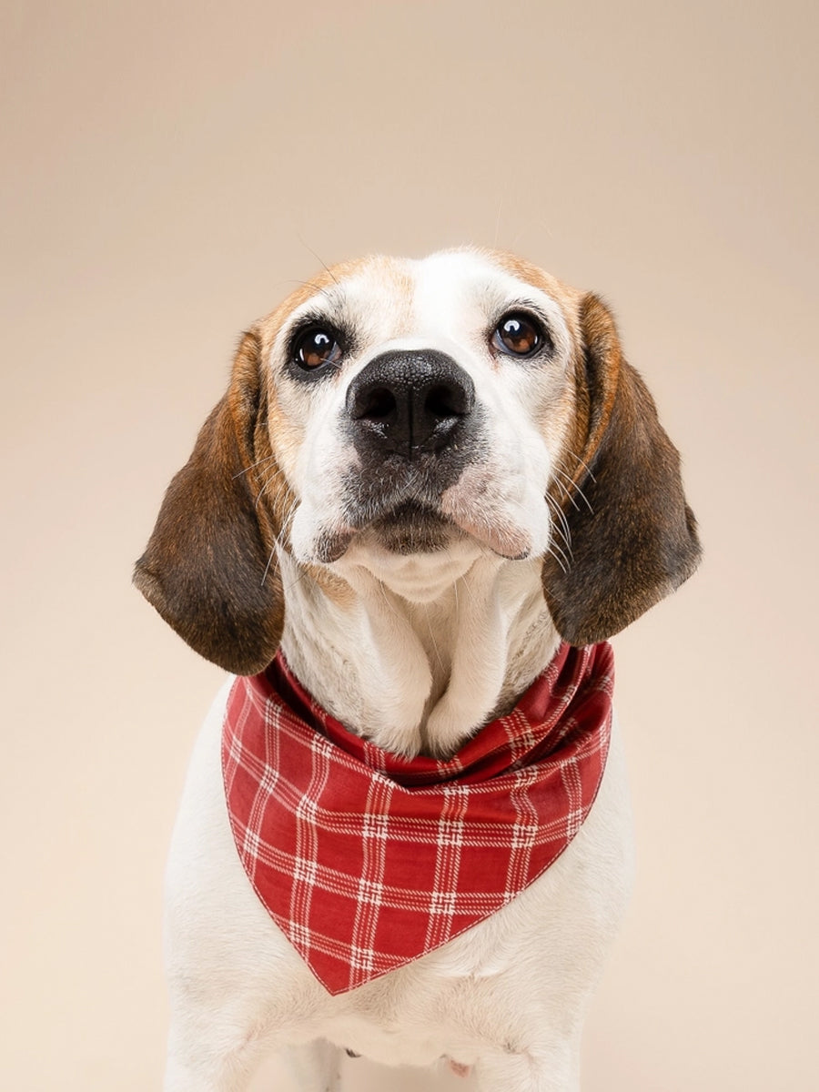 The-Paws-bandana-pour-chien-Cider-plaid