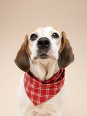 The-Paws-bandana-pour-chien-Cider-plaid